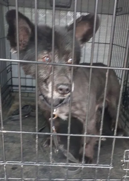 Znaleziono psa, Radom, 6 kwietnia 2025