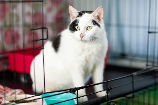 Kot do adopcji, Elbląg, 7 kwietnia 2025 (2/4)