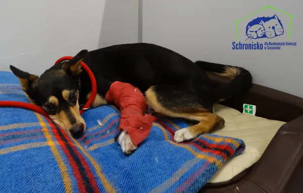 Znaleziono psa, Szczecin, 7 kwietnia 2025