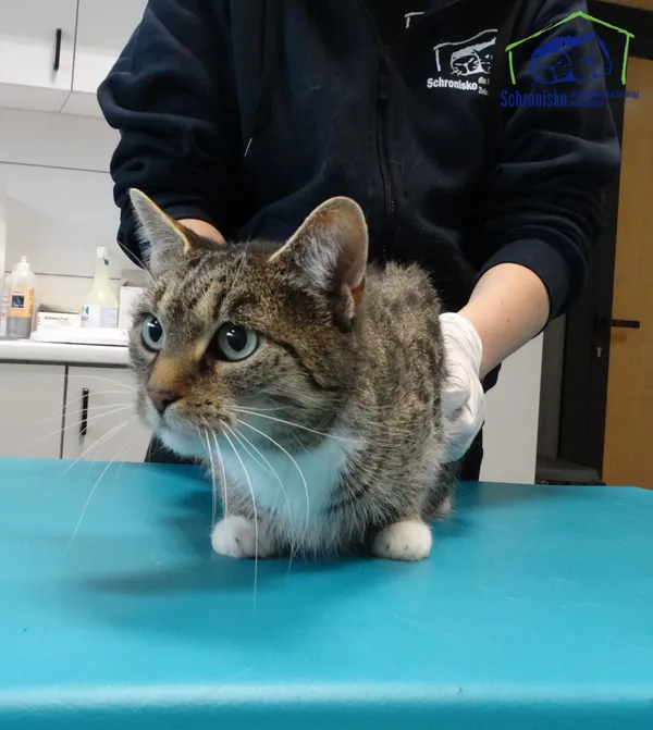 Znaleziono kota, Szczecin, 7 kwietnia 2025