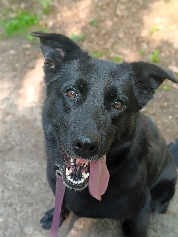 Pies do adopcji, Olsztyn, 11 marca 2025 (1/2)