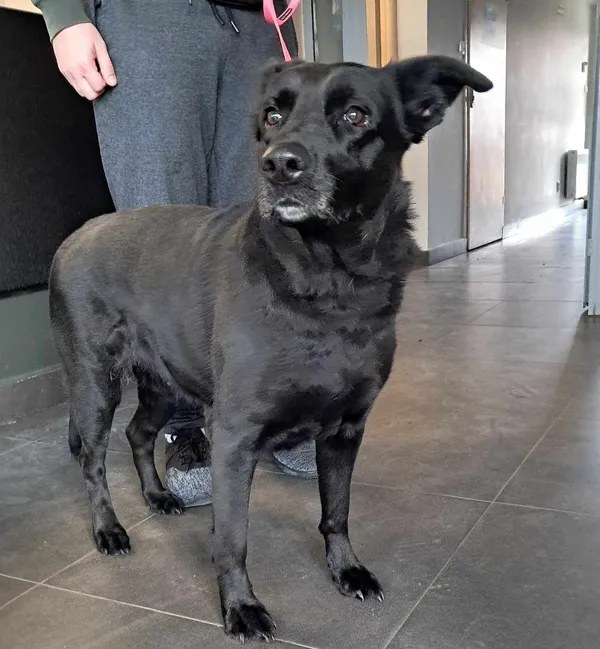 Pies do adopcji, Olsztyn, 11 marca 2025 (2/2)