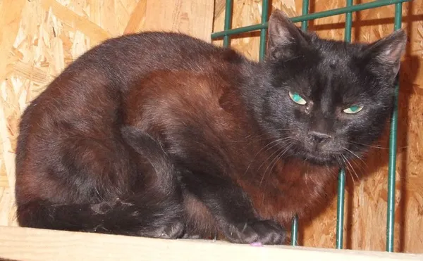 Znaleziono kota, Nowa Krępa, 25 marca 2025