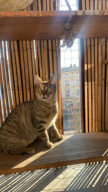 Kot do adopcji, Piła, 24 lipca 2024 (1/3)