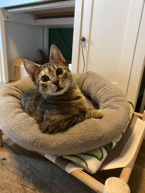 Kot do adopcji, Piła, 24 lipca 2024 (2/3)