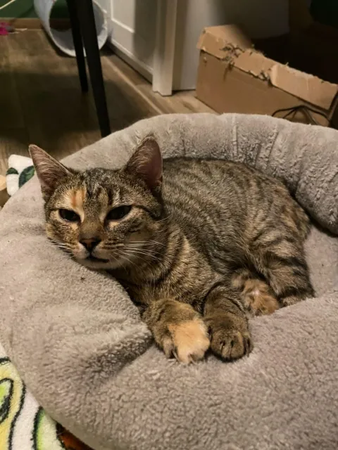 Kot do adopcji, Piła, 24 lipca 2024 (3/3)