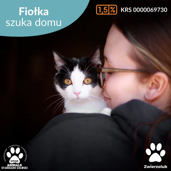 Kot do adopcji, Starogard Gdański, 7 kwietnia 2025 (1/4)