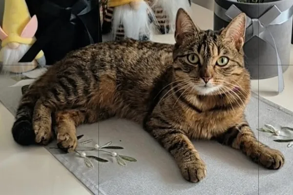 Zaginął kot, Łódź, 7 kwietnia 2025