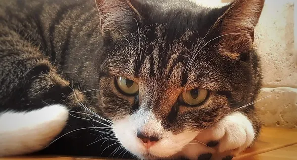 Zaginął kot, Łódź, 6 kwietnia 2025