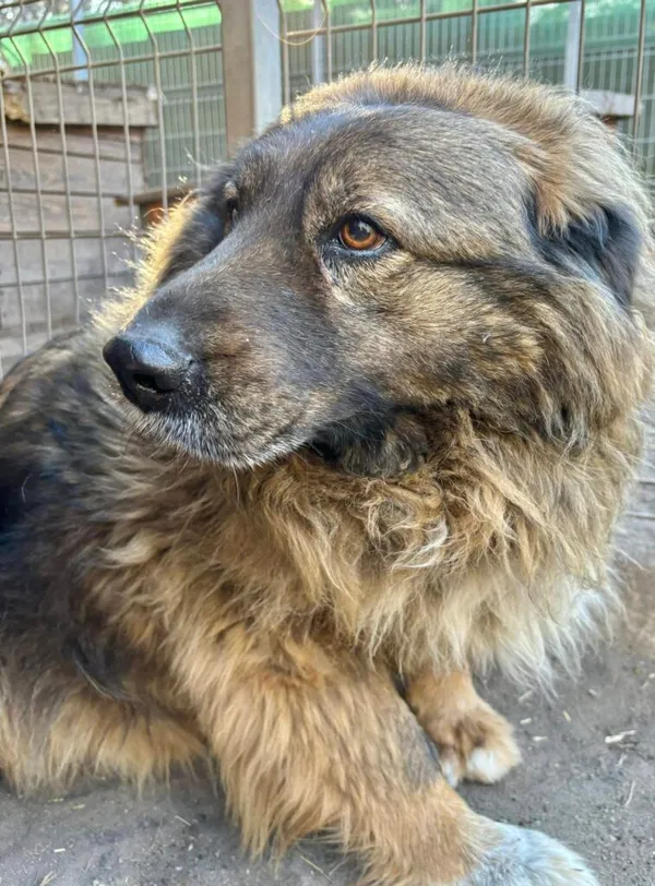 Pies do adopcji, Przyborówko, 7 kwietnia 2025 (1/3)