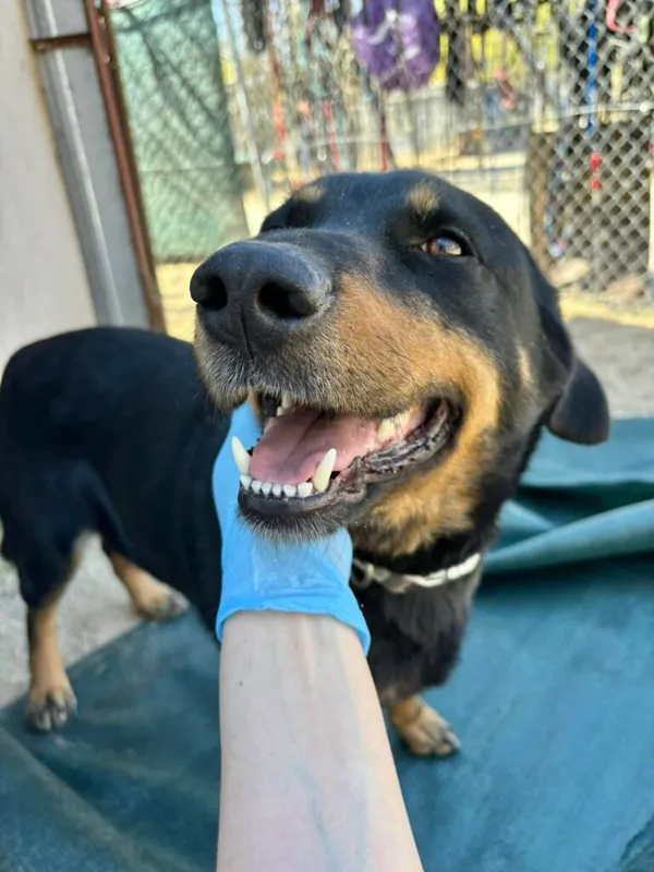 Pies do adopcji, Przyborówko, 24 czerwca 2025 (1/5)