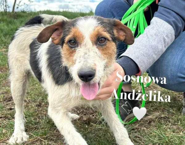 Pies do adopcji, Przyborówko, 7 kwietnia 2025 (1/3)