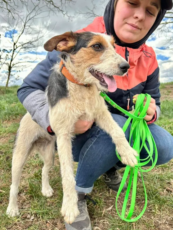 Pies do adopcji, Przyborówko, 7 kwietnia 2025 (2/3)