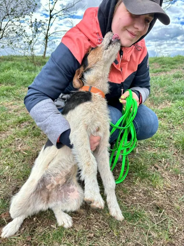 Pies do adopcji, Przyborówko, 7 kwietnia 2025 (3/3)