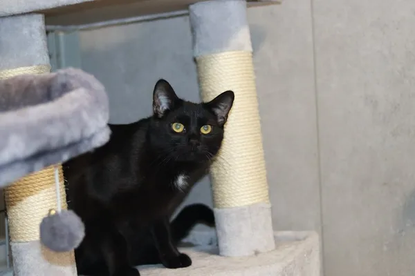 Kot do adopcji, Dłużyna Górna, 7 kwietnia 2025 (1/5)