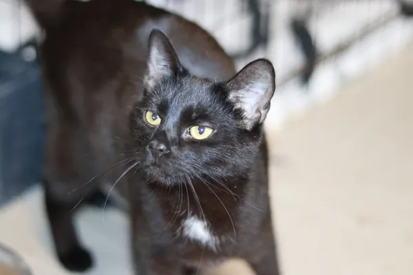 Kot do adopcji, Dłużyna Górna, 7 kwietnia 2025 (2/5)