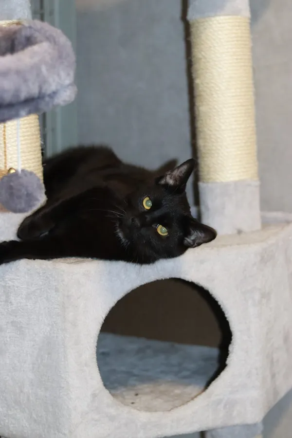 Kot do adopcji, Dłużyna Górna, 7 kwietnia 2025 (5/5)