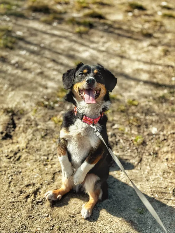 Pies do adopcji, Dłużyna Górna, 7 kwietnia 2025 (1/5)