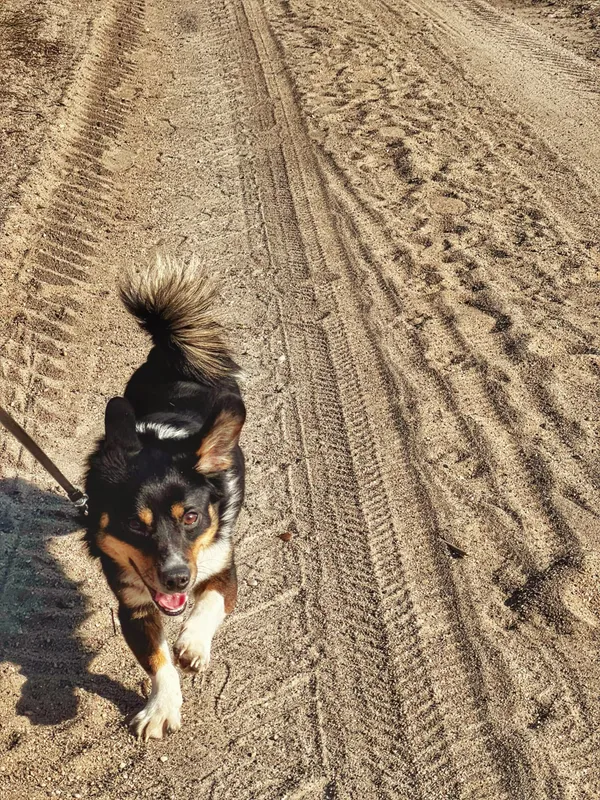 Pies do adopcji, Dłużyna Górna, 7 kwietnia 2025 (2/5)