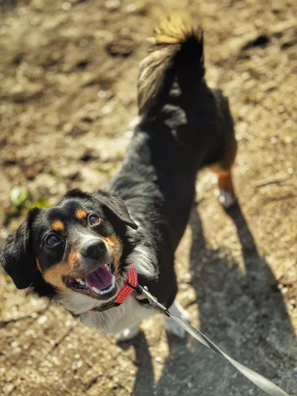 Pies do adopcji, Dłużyna Górna, 7 kwietnia 2025 (4/5)