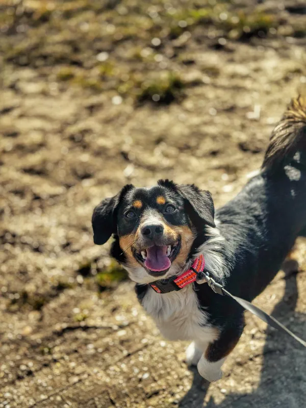 Pies do adopcji, Dłużyna Górna, 7 kwietnia 2025 (5/5)