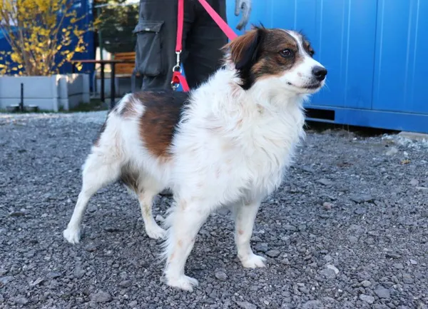 Znaleziono psa, Łódź, 6 kwietnia 2025 (2/3)