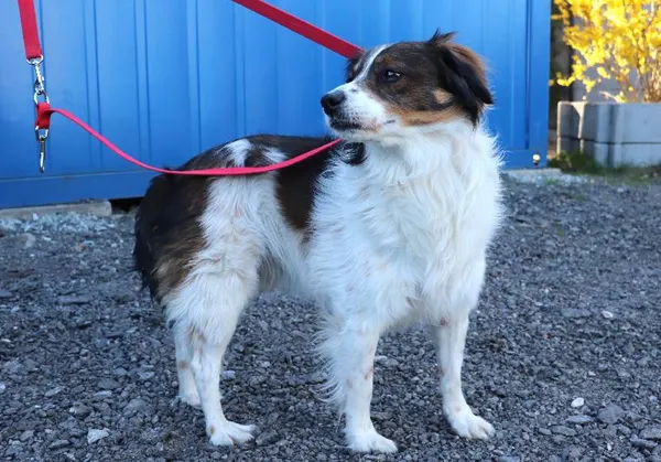 Znaleziono psa, Łódź, 6 kwietnia 2025 (3/3)