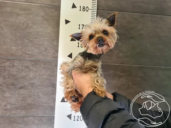 Znaleziono psa, Chełmek, 7 kwietnia 2025