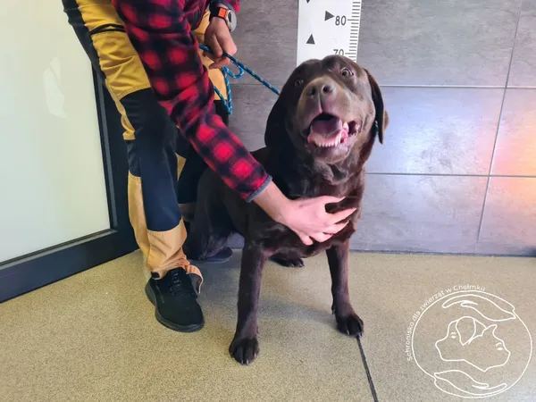 Znaleziono psa, Chełmek, 7 kwietnia 2025