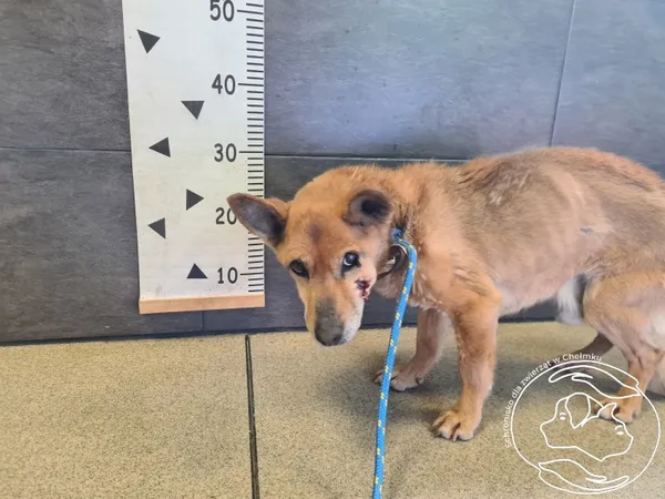 Znaleziono psa, Chełmek, 7 kwietnia 2025