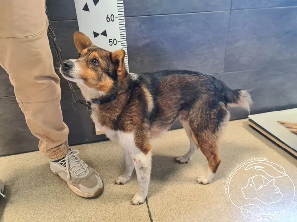 Znaleziono psa, Chełmek, 7 kwietnia 2025