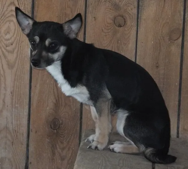 Znaleziono psa, Nowa Krępa, 28 marca 2025