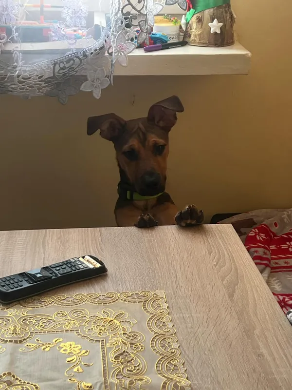 Zaginął pies, Janowo, 8 kwietnia 2025 (1/2)