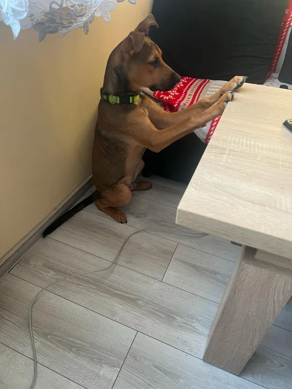 Zaginął pies, Janowo, 8 kwietnia 2025 (2/2)