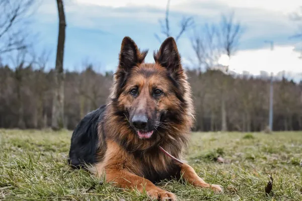 Pies do adopcji, Radom, 8 kwietnia 2025 (3/5)