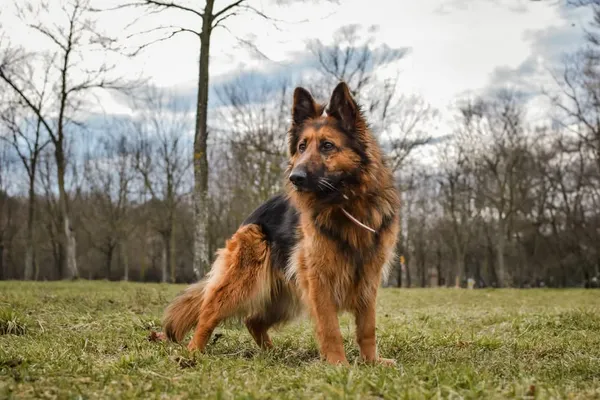 Pies do adopcji, Radom, 8 kwietnia 2025 (4/5)