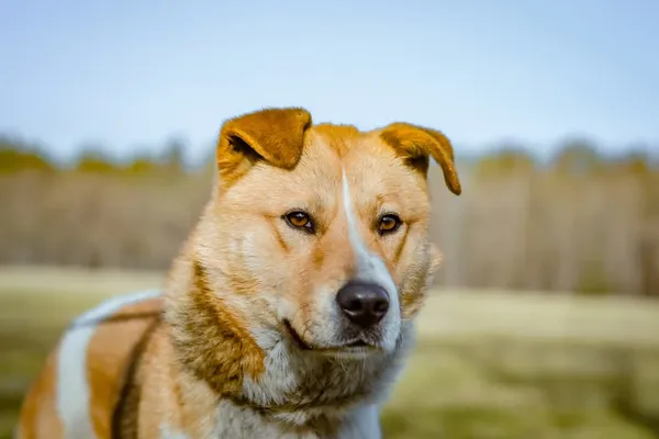 Pies do adopcji, Radom, 8 kwietnia 2025 (1/5)