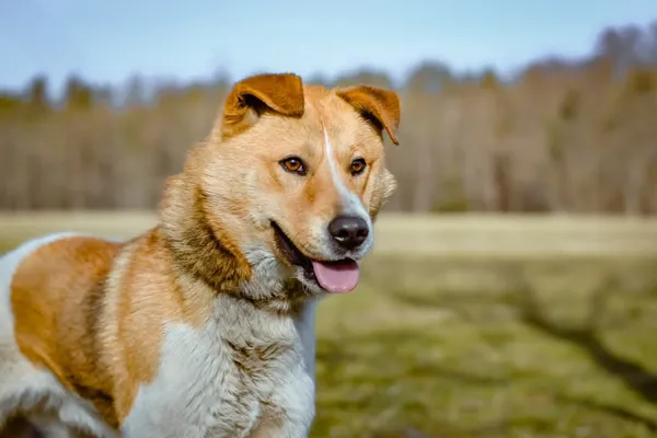 Pies do adopcji, Radom, 8 kwietnia 2025 (2/5)