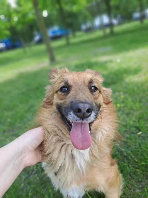 Pies do adopcji, Radom, 15 października 2025 (1/5)