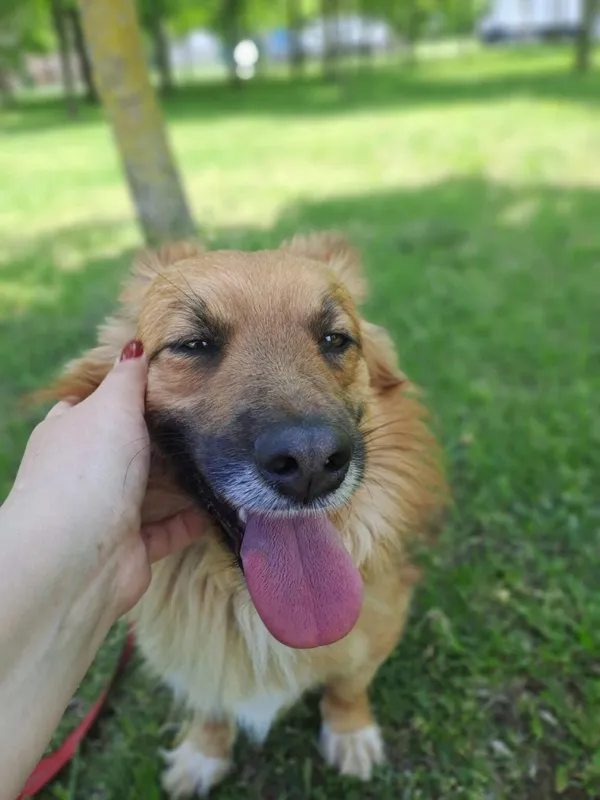 Pies do adopcji, Radom, 15 października 2025 (2/5)