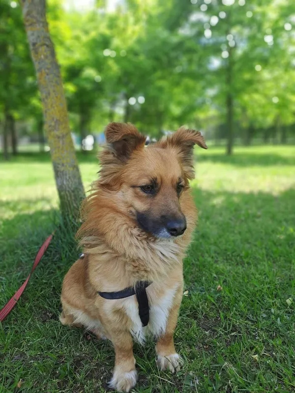 Pies do adopcji, Radom, 15 października 2025 (3/5)