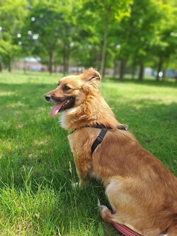 Pies do adopcji, Radom, 15 października 2025 (4/5)