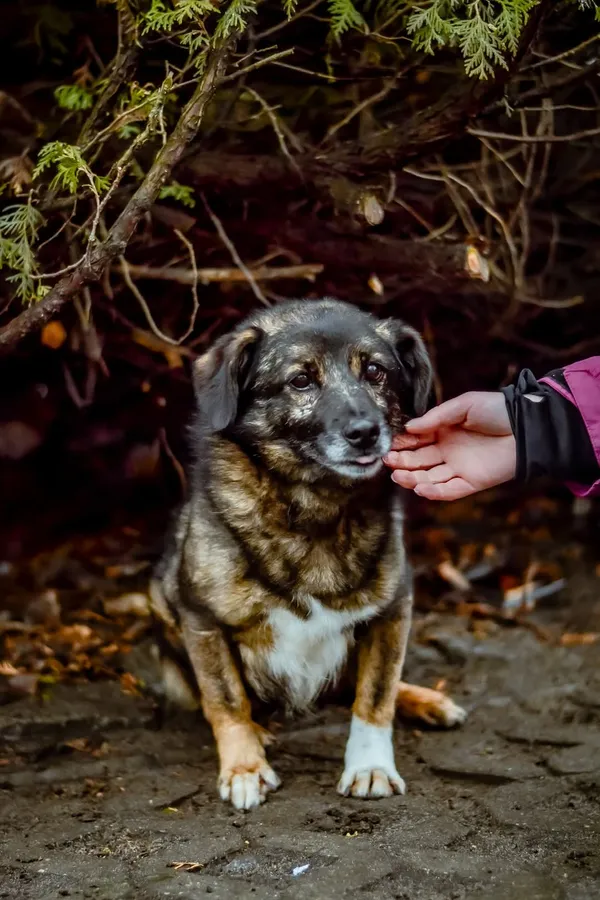 Pies do adopcji, Radom, 8 kwietnia 2025 (2/5)