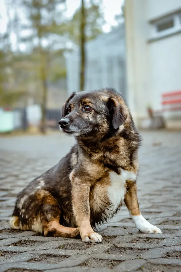 Pies do adopcji, Radom, 8 kwietnia 2025 (4/5)