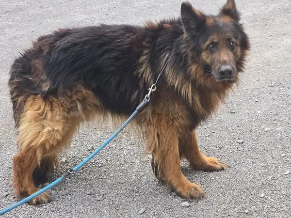 Pies do adopcji, Ropczyce, 8 kwietnia 2025