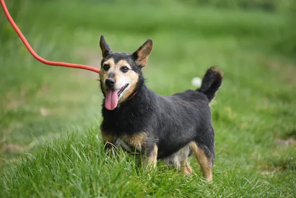 Pies do adopcji, Ropczyce, 8 kwietnia 2025