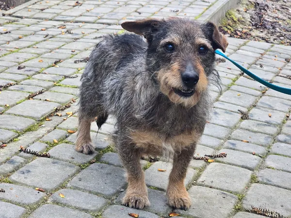 Pies do adopcji, Ropczyce, 8 kwietnia 2025