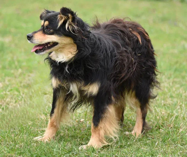 Pies do adopcji, Ropczyce, 8 kwietnia 2025