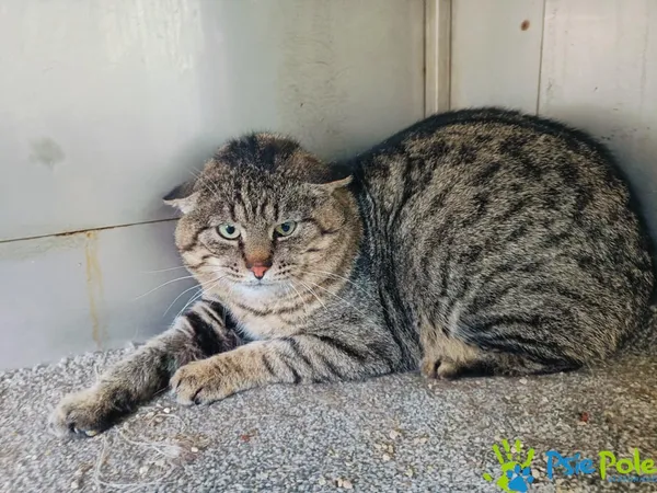 Kot do adopcji, Racławice, 5 stycznia 2025 (1/5)