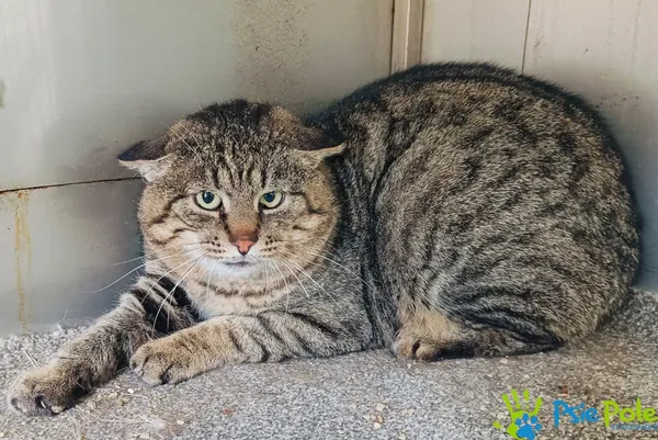 Kot do adopcji, Racławice, 5 stycznia 2025 (3/5)